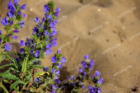 Blumen im Sand 