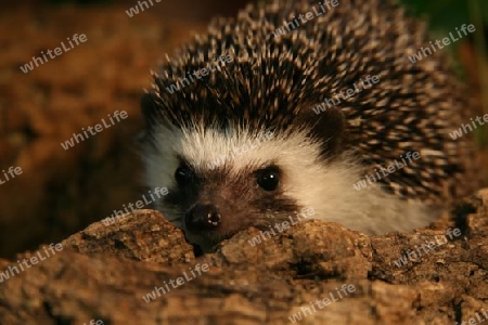 igel