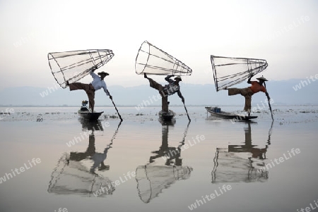 Fishermen at sunrise in the Landscape on the Inle Lake in the Shan State in the east of Myanmar in Southeastasia.