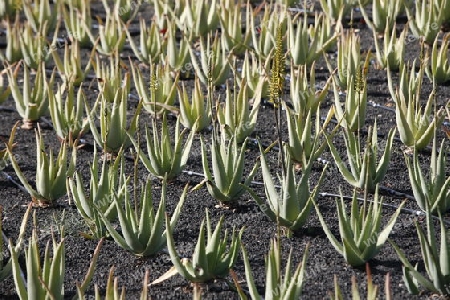 a Aloe Vera cactus Plantation the Island of Lanzarote on the Canary Islands of Spain in the Atlantic Ocean. on the Island of Lanzarote on the Canary Islands of Spain in the Atlantic Ocean.
