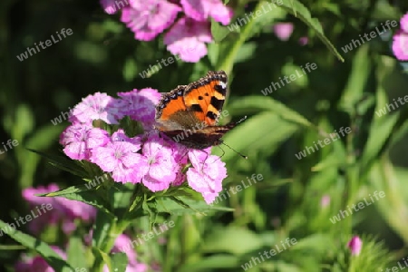 Schmetterling