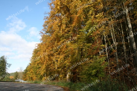 Herbstwald