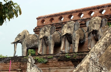 chiangmai elefant