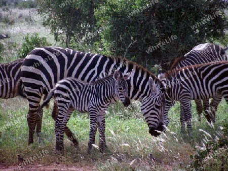 Zebra, Herde, mit, Jungtier, Baby, in, Tsavo, Ost, Kenya, Kenia, Afrika