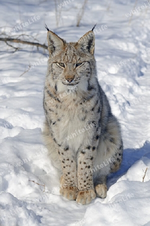 Eurasischer, europ?ischer Luchs oder Nordluchs (Lynx lynx) im Schnee im Winter, Brandenburg, Deutschland , Europa