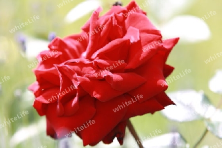 Rote Rose