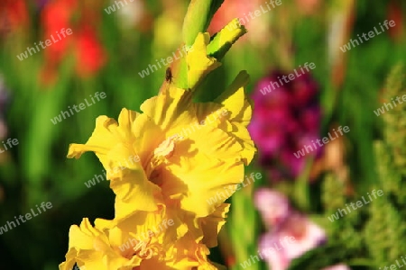 Gladiole