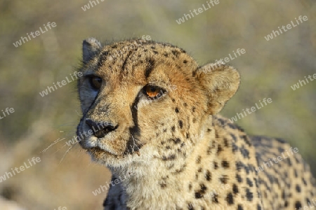 Gepard (Acinonyx jubatus), Khomas Region, Namibia, Afrika