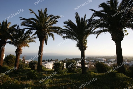 AFRIKA, NORDAFRIKA,MITTELMEER, TUNESIEN, SIDI BOU SAID, ALTSTADT, LANDSCHAFT