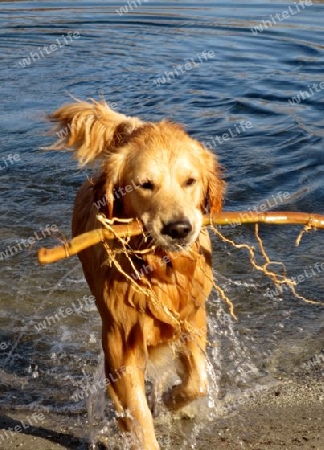 Hund, Golden