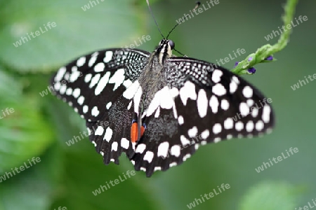 Schmetterling