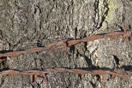 Birke mit rostigem Stacheldraht