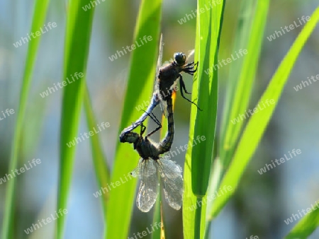 Gro?er Blaupfeil (Orthetrum cancellatum)