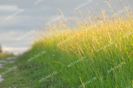 Gras im Sonnenlicht