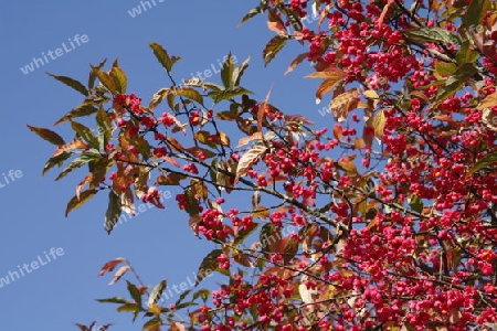 Herbstbaum