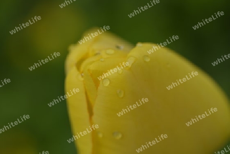 Wassertropfen auf gelber Bl?te