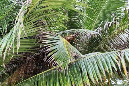 Beautiful palm trees at the beach on the tropical paradise islands Seychelles