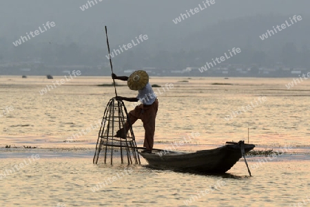 Fishermen at sunrise in the Landscape on the Inle Lake in the Shan State in the east of Myanmar in Southeastasia.