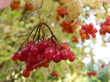 Rote h?ngende Beeren im Herbst 2