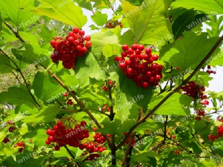 Vogelbeeren