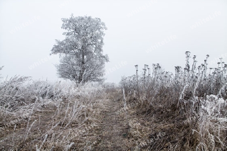 Frostwelt