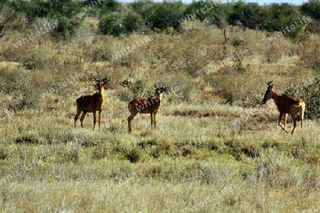 Safari