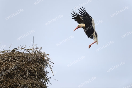 Wei?storch (Ciconia ciconia), Studie des Anfluges zum   Nest, Storchendorf Linum, Brandenburg, Deutschland, Europa, oeffentlicherGrund