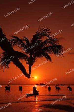 Der Strand  von Hat Sai Ri auf der Insel Ko Tao im Golf von Thailand im Suedwesten von Thailand in Suedostasien. 