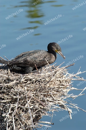 Kormoran