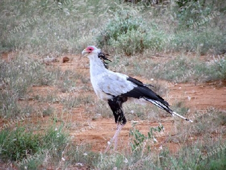 Sekret?r, Vogel, Greifvogel, in, Tsavo, West, Kenya, Kenia, Afrika