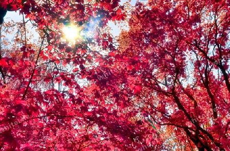 Beautiful pink and purple infrared panorama of a countryside landscape with a blue sky.