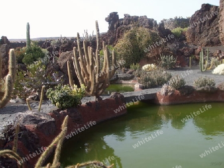 Lanzarote,Kakteen-Garten von Cesar Manrique