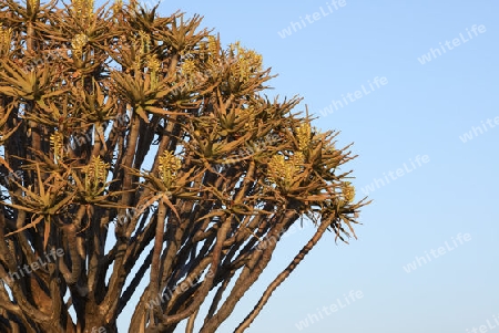 K?cherbaum oder Quivertree (Afrikaans: Kokerboom,  Aloe dichotoma) bei Sonnenuntergang , Keetmanshoop, Namibia, Afrika