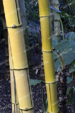 goldener Bambus (Bambusa vulgaris) Vorkommen S?dostasien