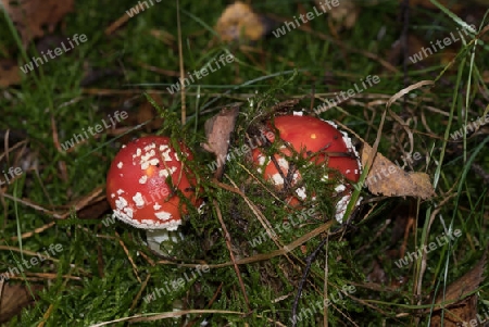 Kleine Fliegenpilze