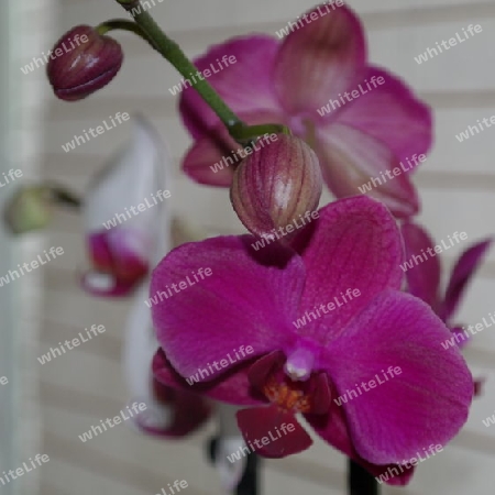 Orchidee