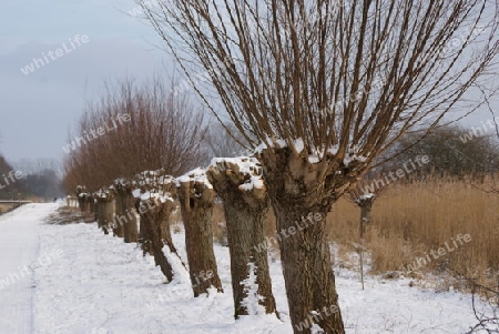 Kopfweiden im Schnee