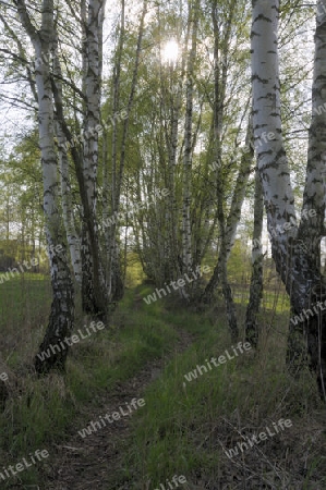 Birkenallee im Gegenlicht