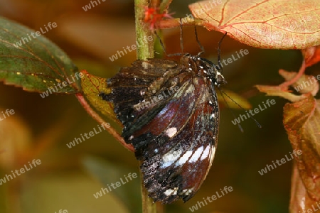 Schmetterling