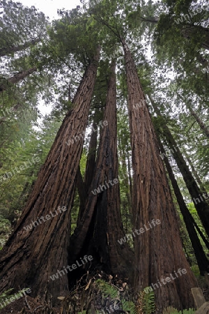 Vegetation und Kustenmammutbaeume, Redwoods,  Sequoia sempervirens, Muir Woods Nationalpark, Kalifornien, USA