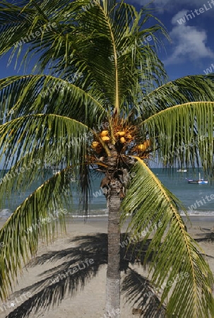 Suedamerika, Karibik, Venezuela, Isla Margarita, Pedro Gonzalez, Playa Pedro Gonzalez, Beach, Strand, Bucht, Fischerdorf, Palmen, Ferien, Traumstrand, Idylle, Landschaft