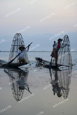 Fishermen at sunrise in the Landscape on the Inle Lake in the Shan State in the east of Myanmar in Southeastasia.