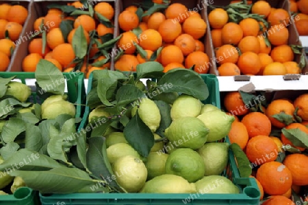 Orange and Lemon at a Market in the  mountain Village of  Tejeda in the centre of the Canary Island of Spain in the Atlantic ocean.