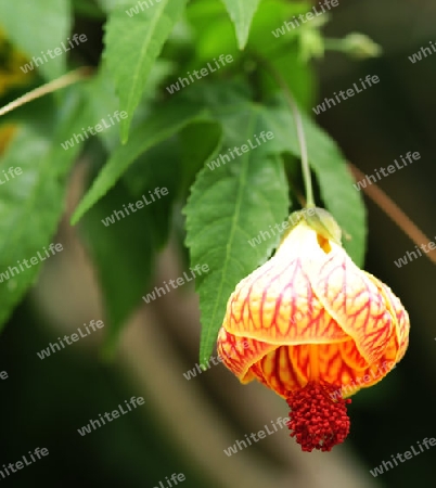 Chinesische Laterne - Abutilon pictum