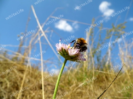 flei?ige Hummel