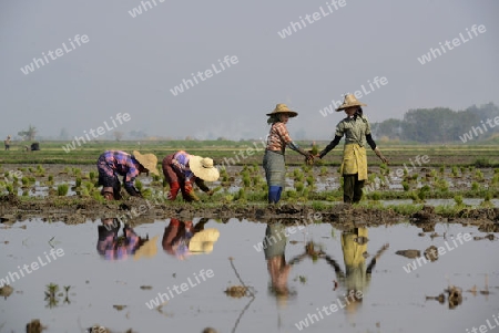 Rice farmers plant rice in a ricefield at the city of Nyaungshwe at the Inle Lake in the Shan State in the east of Myanmar in Southeastasia.