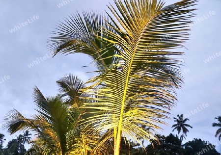 Beautiful palm trees at the beach on the tropical paradise islands Seychelles