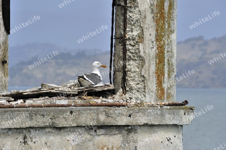 Wesrmoeve, Larus occidentalis, bruetet in Ruinen auf Alcatraz Island, Kalifornien, USA