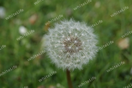 Pusteblume