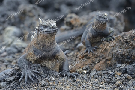 Meerechse (Amblyrhynchus cristatus), Unterart der Insel Isabela, Puerto Villamil,  Galapagos , Unesco Welterbe, Ecuador, Suedamerika